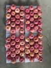 Fuji Apple Fresh Fuji Apple Lowest Price Chinese Red Fuji Apple
