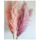 Flowers Dried Flowers Wholesale Beautiful Decoration Natural Dried Flowers Pampas Grass As Gift