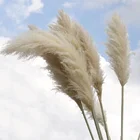 Wedding Decoration 2020 New Most Popular Natural Pampass For Wedding Decoration