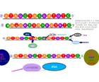 Probe Custom Made QPCR Gene Primers And Probe For Raw Material Of Nucleic Acid Test Kit