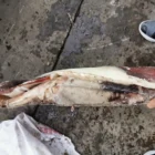 Squid Squid Exclusive Discounts Seafood Frozen Squid Meat Giant Squid Fillet