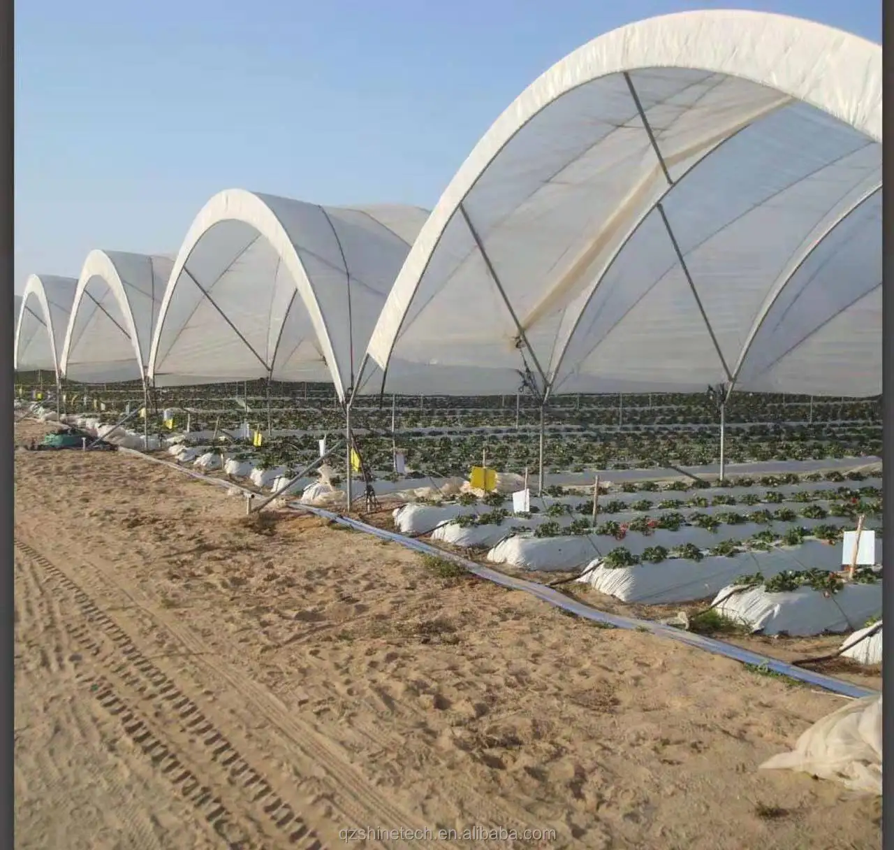 greenhouse for blueberry