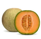 HYBRID MUSK MELON ROCK MELON SEEDS HIGH QUALITY