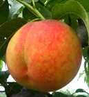 Slice Pear Canned Pear 820g Low Price Canned Peach Slice In Pear Juice