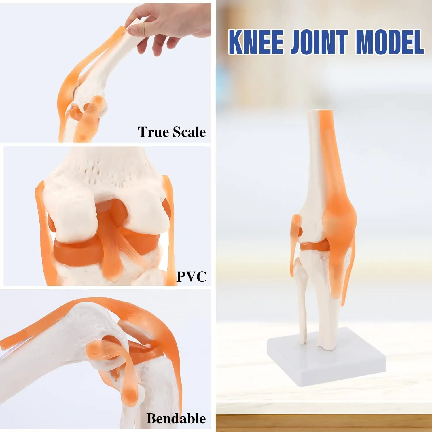 Teaching Medical Anatomy Life Size Anatomical Model Of Knee Joint