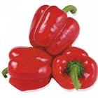 High Quality Hybrid F1 Green To Red Hybrid Sweet Pepper Seeds