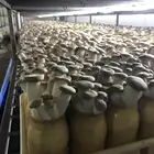 Mushroom Importers Mushrooms Detan Great Texture Fresh Eryngii King Oyster Exotic Mushroom