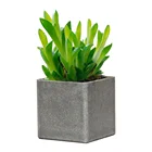 Pots Square Colorful Succulents Plant Pots Square Garden Tabletop Planters Wholesale Rectangular Flower Pots