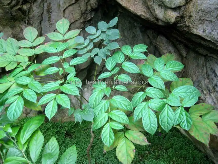 Natural Bulk Chrysin Powder Source Wood Butterfly Chrysin 99 Extract