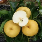 Pear Pear Fruit From China Health Fresh Qiu Yue Pear