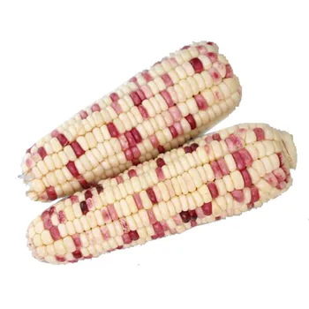 non-GMO mottled waxy selenium-enriched fresh maize glutinous vacuum-sealed single cob corn