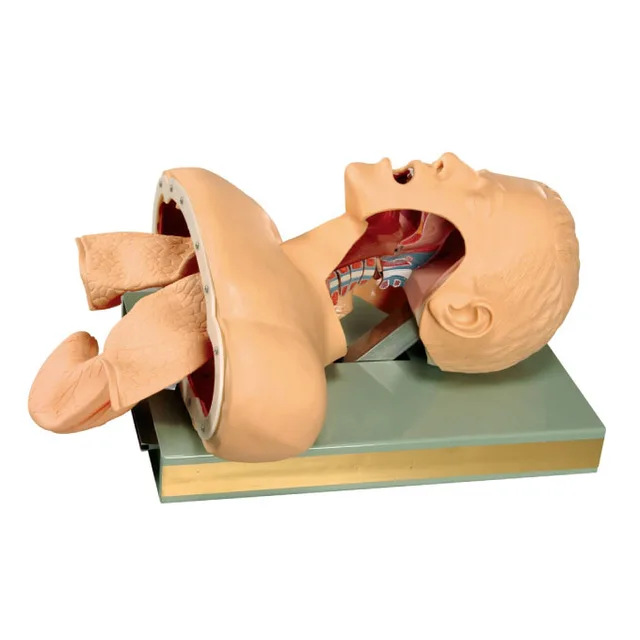 GD/J50 General Doctor Emergency Training Manikin Airway Intubation Simulator