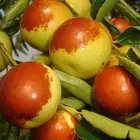 Dates Date Date Fresh Dates Fruit Sweet Big New Crop Fresh Winter Date
