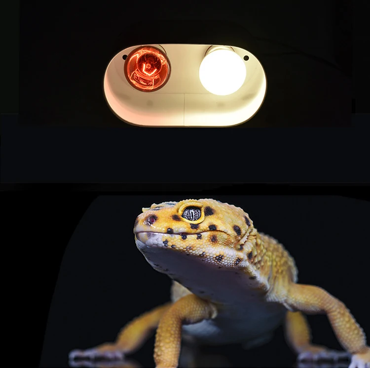 lizard light holder