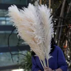 Wedding 60-80cm Yunnan Best Seller Dried Natural Beige Pampas Grass For Wedding Decorative