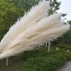 V2024 Hot Selling Big Size Natural Pampas Grass Dry Pampas Grass Used For Wedding Decoration