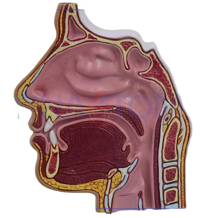 Nasal Cavity Anatomy Model 