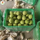 Pears Pear Pear Wholesale Apple And Pears Organic All Kinds Of Pear Shandong Pear Hot Selling
