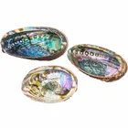 Abalone Festival Flash Sales 12-15 Cm Raw New Zealand Abalone Shell For Burning Sage