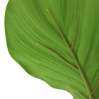 Table Leaf Table Bonsai Indoor Decor Centerpieces Table Decor Bonsai Green Leaf