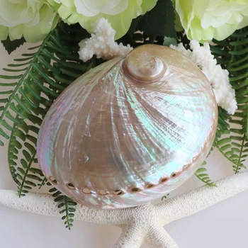 8-15cm Polishing Australian White Abalone Shell Natural Shell&Conch Home Decoration Sea Beach Wedding Landscape Decoration