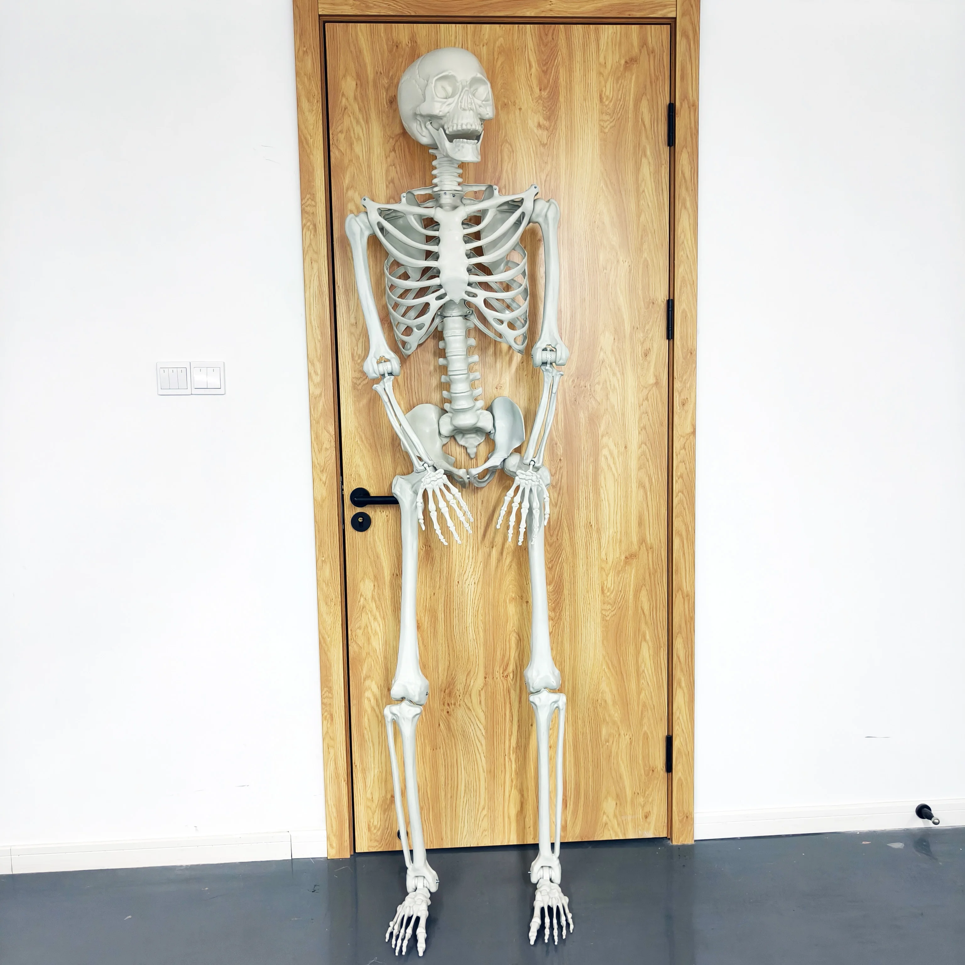 Props High Quality Life Size Halloween Decorations Large Animated Human Movable Joints Skeleton