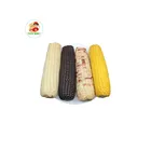A Corn Delicious Best A Variety Of Corn In China