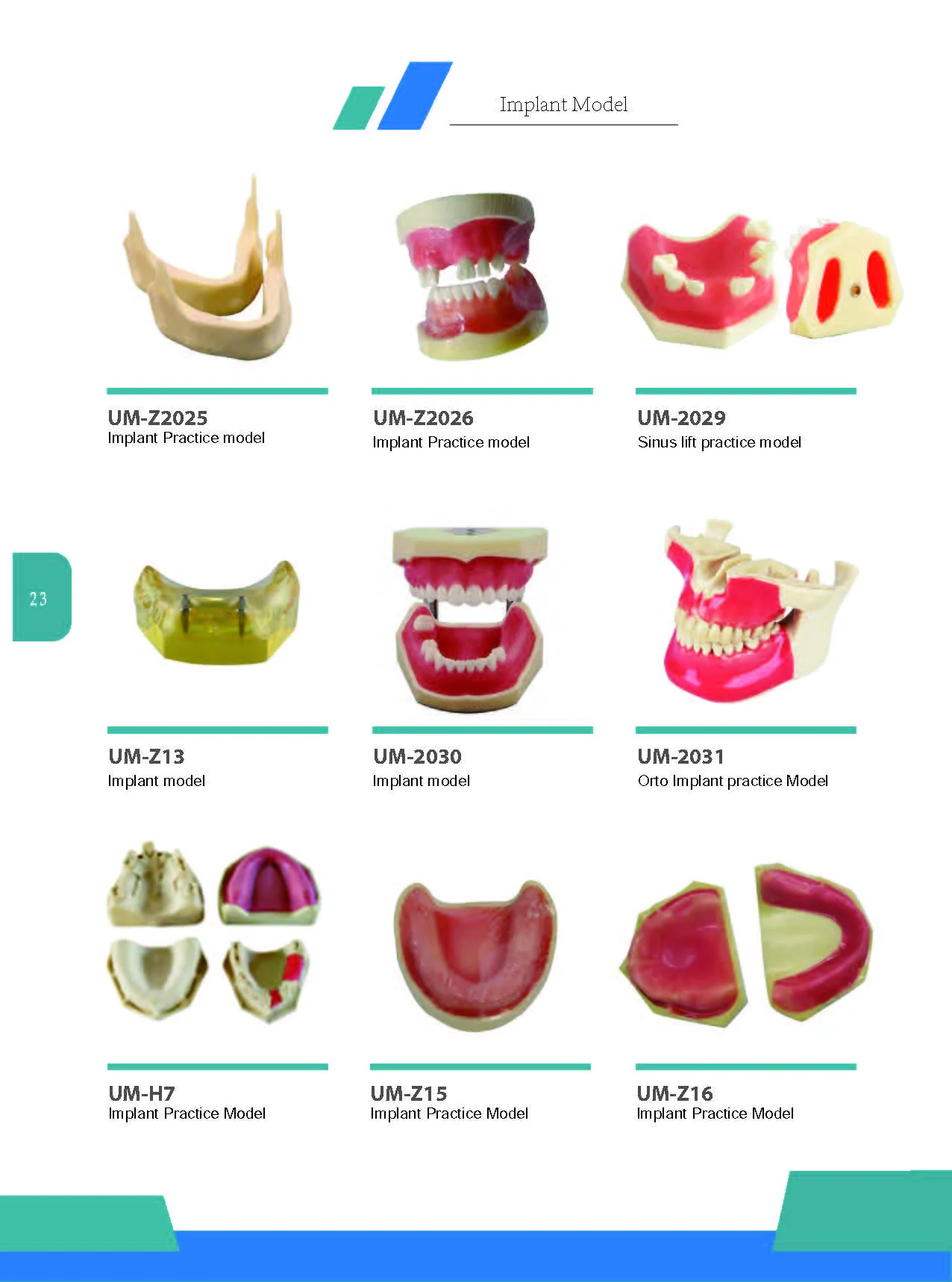 teeth model__25