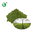 Grade Tea Ceremonial Medium Culinary 100% Organic Ceremonial Grade Pure Green Tea Matcha Wholesale