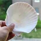 Scallop Shells Bulk For Food /DIY Seashell Crafts