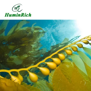 "HuminRich"SY1002 Giant kelp Seaweed Extract Powder for all Plants