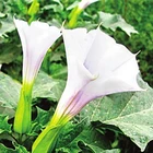 Breath Scopolamine Powder Pure Scopolamine Devil's Breath Scopolamin Scopolamine Price Powder