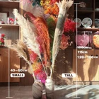 Seeds High Quality Black Pampa Seeds Aryificial Pampas Grass