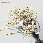 Daisy Factory Wholesale Natural Dried Flower Everlasting Daisy Flower Decoration For Gift