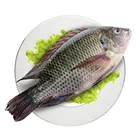 Tilapia Fish Wholesale Fresh Frozen Whole Tilapia Fish