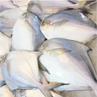 Hight Quality Frozen Chinese White Pomfret Gold Pomfret Made By Fresh Fish
