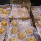 Pear Asian Fresh Singo Pear Organic Korea Pear Sweet And Moisture High Quality Pear From China