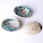 Abalone Shell Factory Direct Polished Abalone Shell Paua Jewelry For Decor