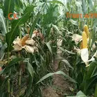 Agriculture Polyglutamic Acid Powder Agriculture Use Fertilizer Synergist Water Soluble Polyglutamic Acid Powder