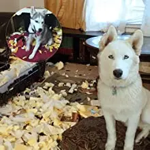 The behavior of chewing toys can effectively reduce the separation anxiety of the dog
