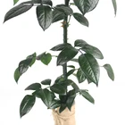 Rose 2021 Hot Sale Factory Supply Fresh Green Preserved Rose Stem For Flower Gift