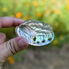 Abalone Shell Shells Hot Sale Natural Rainbow Color Abalone Shell Crafts Flashy Light Abalone Shells