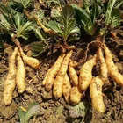 Factory High Quality Premium Herbal Organic Rehmannia Root Herbal Extract