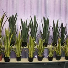 Real Yellow Real Touch Yellow Green Plastic Bonsai Sanke Plant Artificial Sansevieria Plants