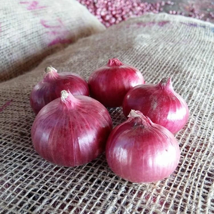 Organic Fresh White Garlic And Fresh Onion Buy Fresh Onion,Fresh