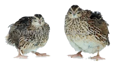 quail cage feeder ,wire quail cage