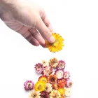 Chrysanthemum Wholesale High Quality Dried Herbs Colorful Chrysanthemum Helichrysum Strawflower Tea Flowers