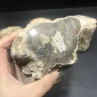 Natural Fossil Stone Natural Polished Petrified Wood Piece Fossil Slab Rough Stone Slice Specimen .