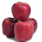 Apple Premium Quality New Crop Organic Natural Fresh Apple