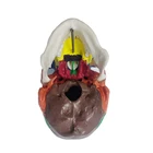 Model Medical Teaching Simulation Human Skeleton Model Color Skull
